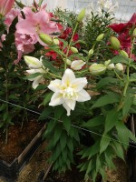 [5673 VZ W09 0778-02 No01.JPG]